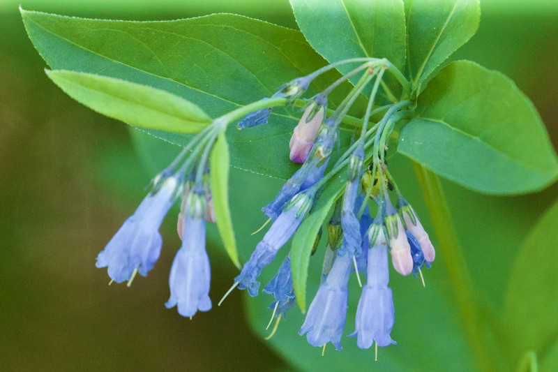 Mertensia ciliata var. stomatechoides