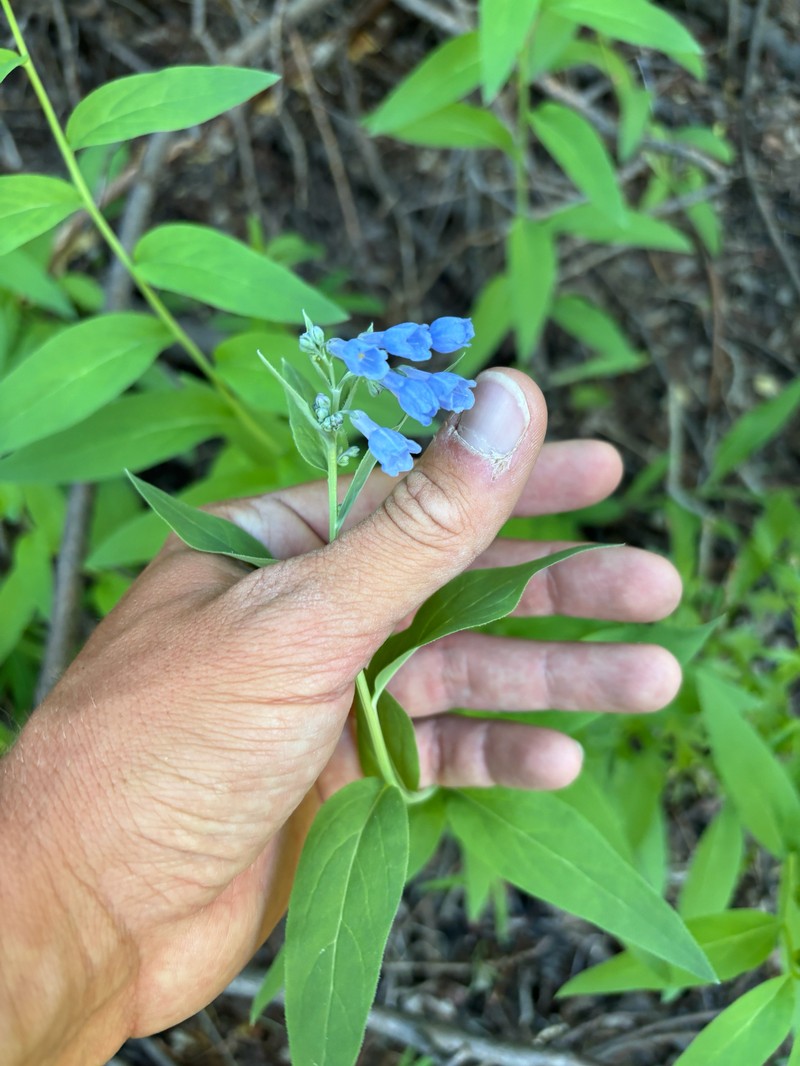 Mertensia ciliata var. stomatechoides photo 2
