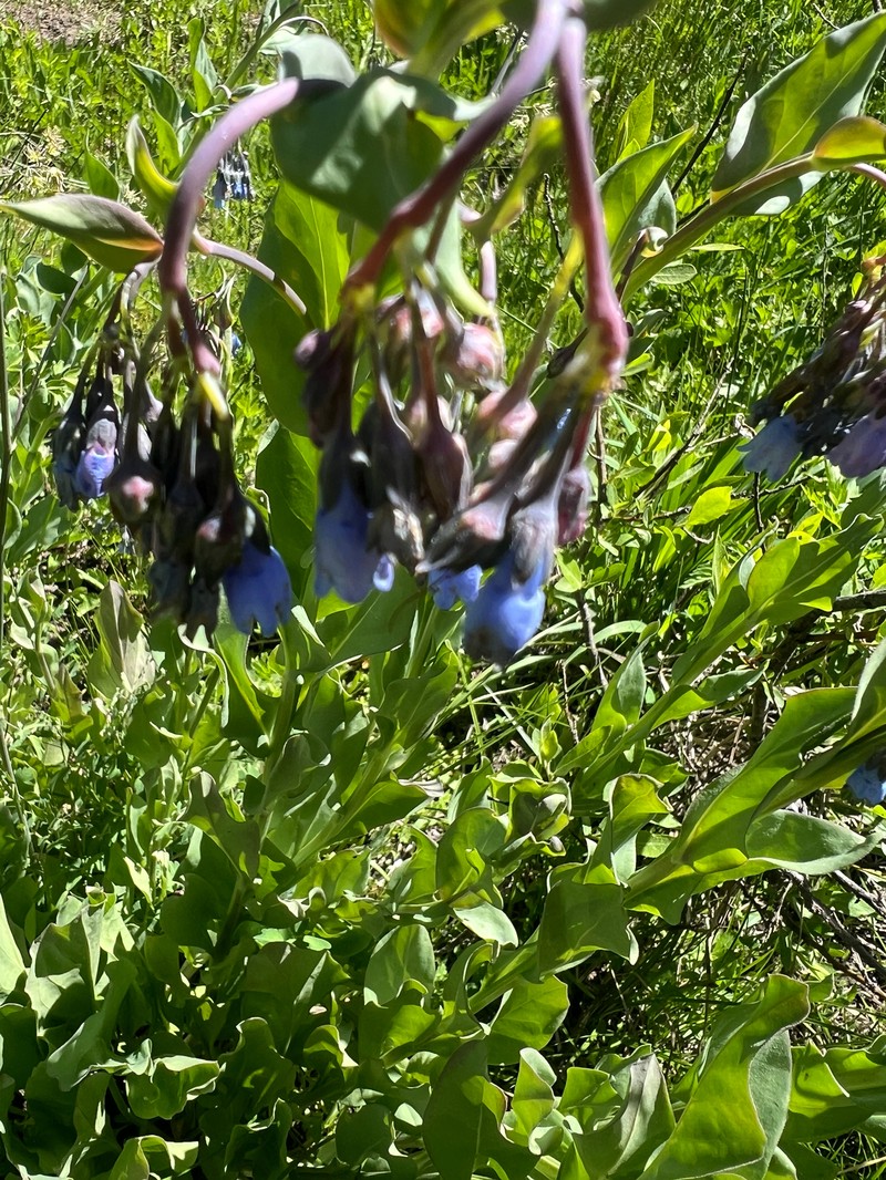 Mertensia ciliata var. stomatechoides photo 3