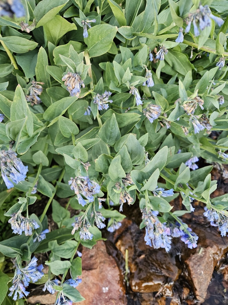 Mertensia ciliata var. stomatechoides photo 4