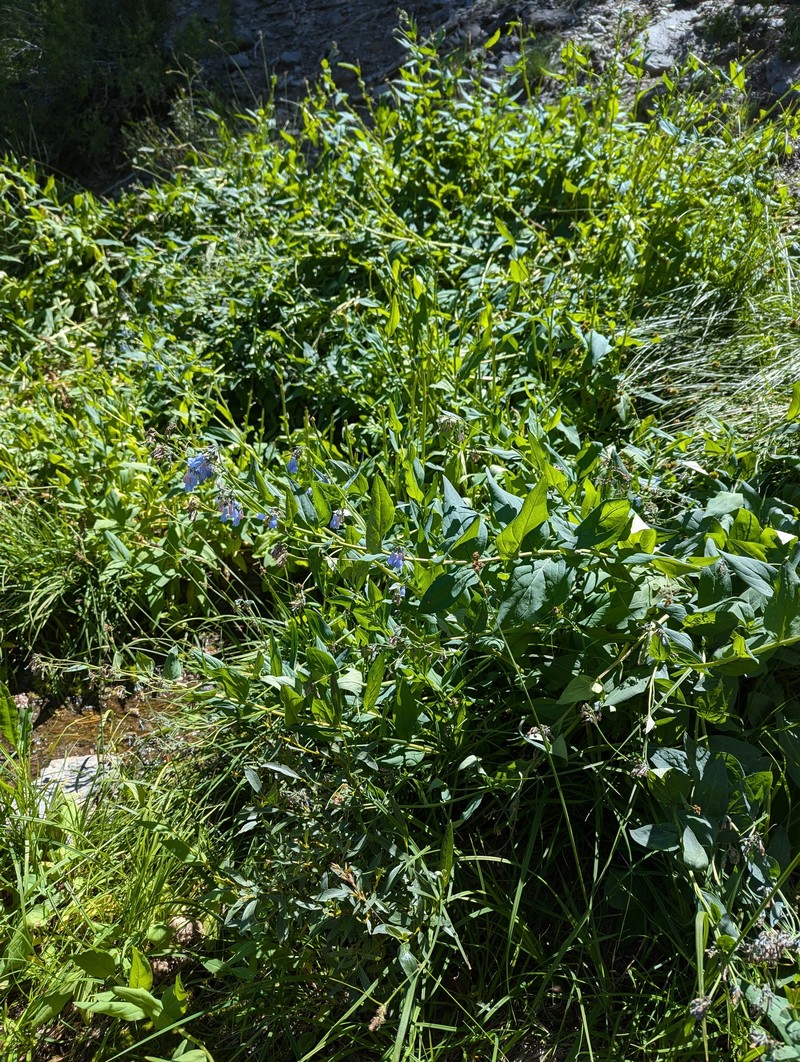 Mertensia ciliata var. stomatechoides photo 5