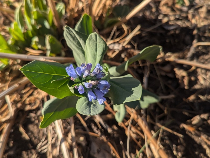 Mertensia ciliata var. stomatechoides photo 6