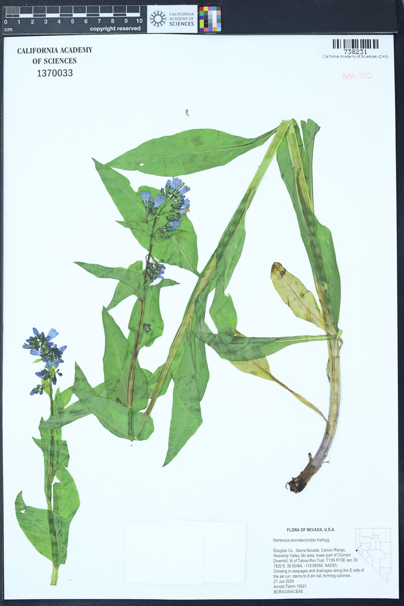Mertensia ciliata var. stomatechoides photo 7