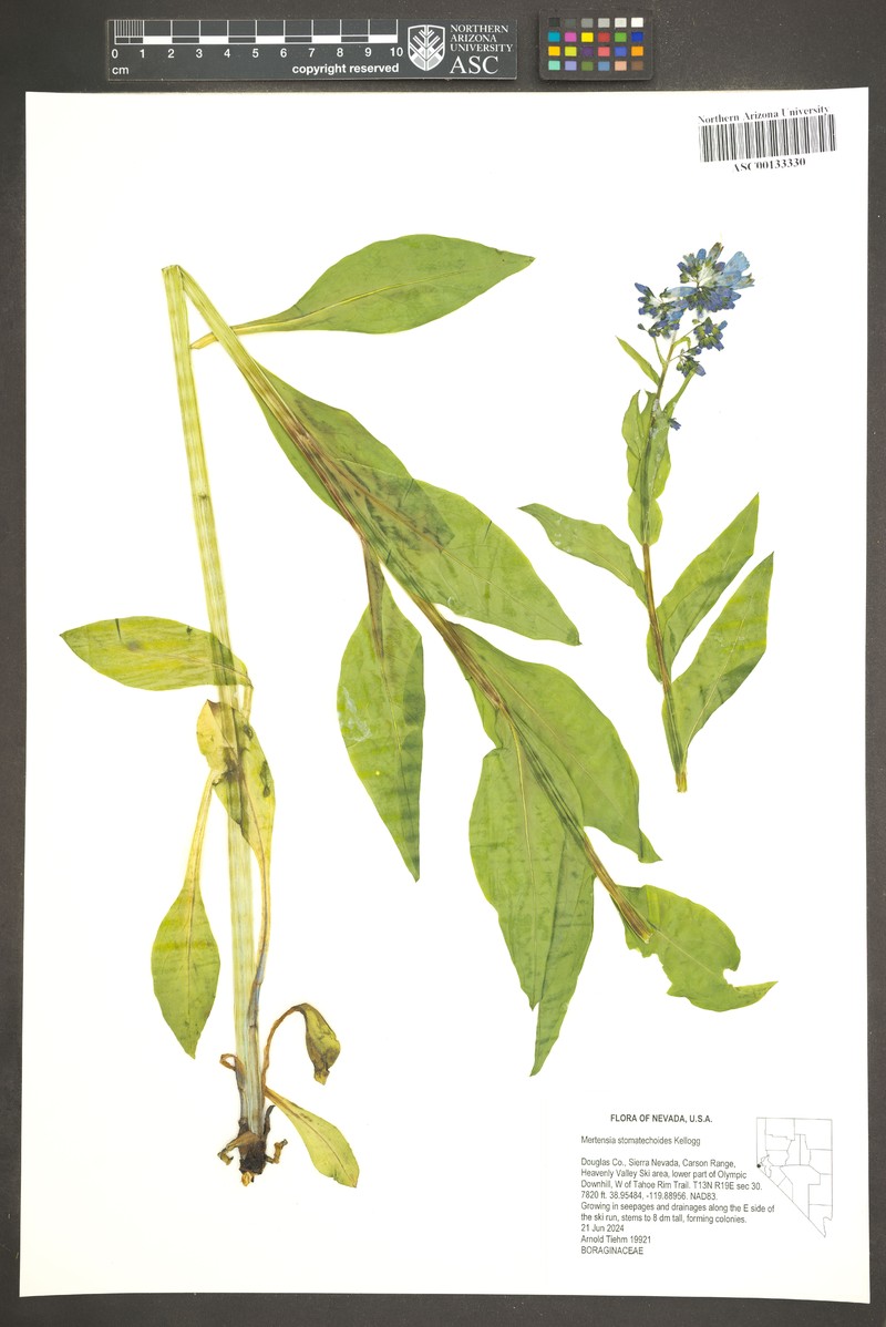 Mertensia ciliata var. stomatechoides photo 8