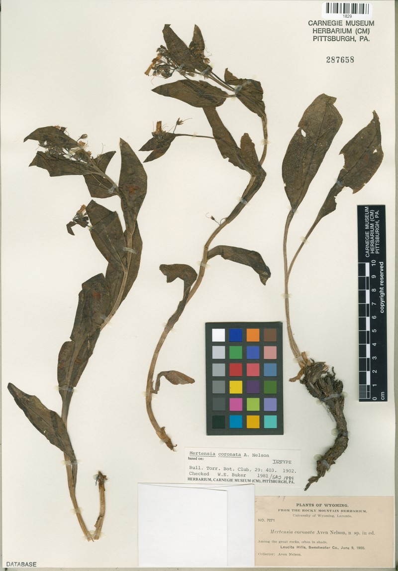 Mertensia coronata