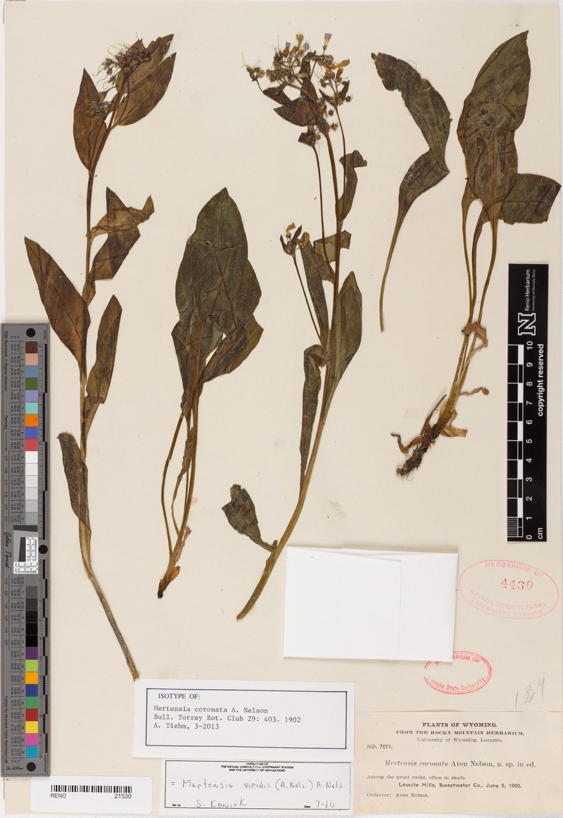 Mertensia coronata photo 2