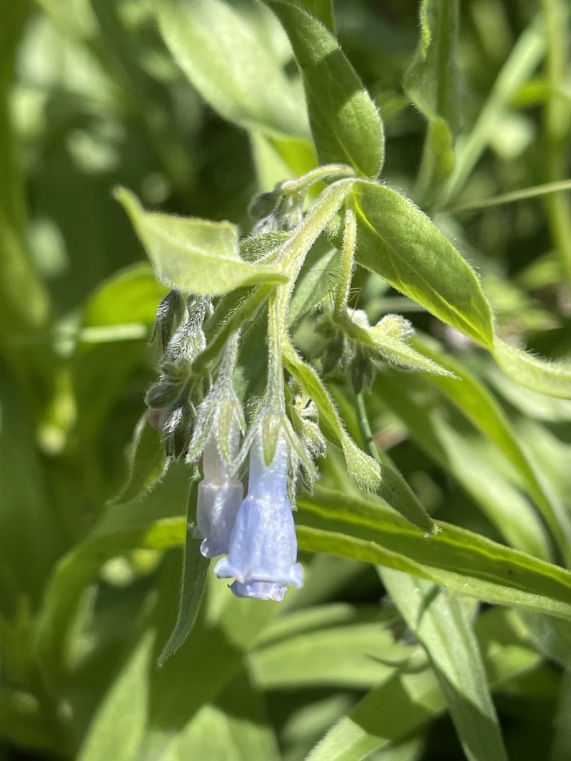 Mertensia cusickii