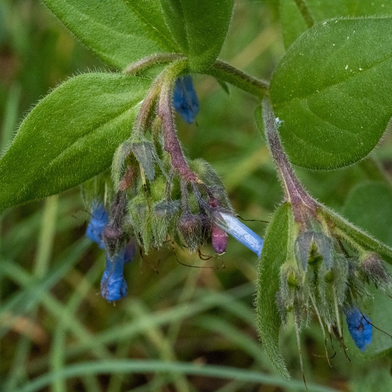 Mertensia cusickii photo 2