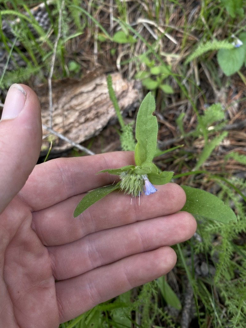 Mertensia cusickii photo 3