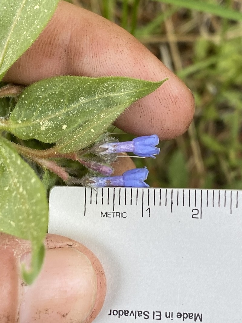 Mertensia cusickii photo 4