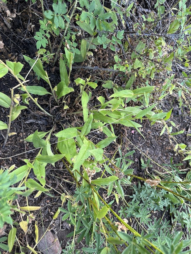 Mertensia cusickii photo 5