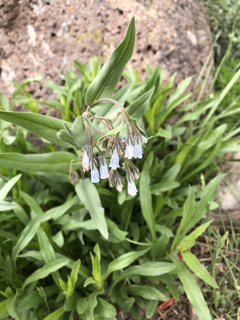 Mertensia cusickii photo 6