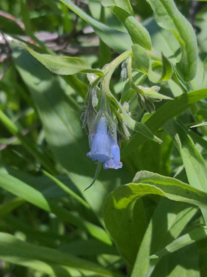 Mertensia cusickii photo 7