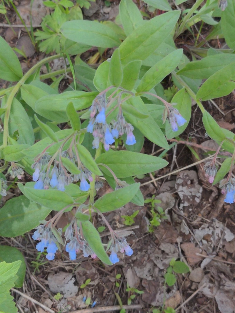 Mertensia cusickii photo 8