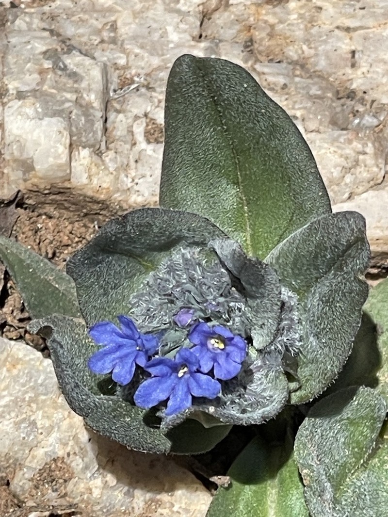 Mertensia cynoglossoides