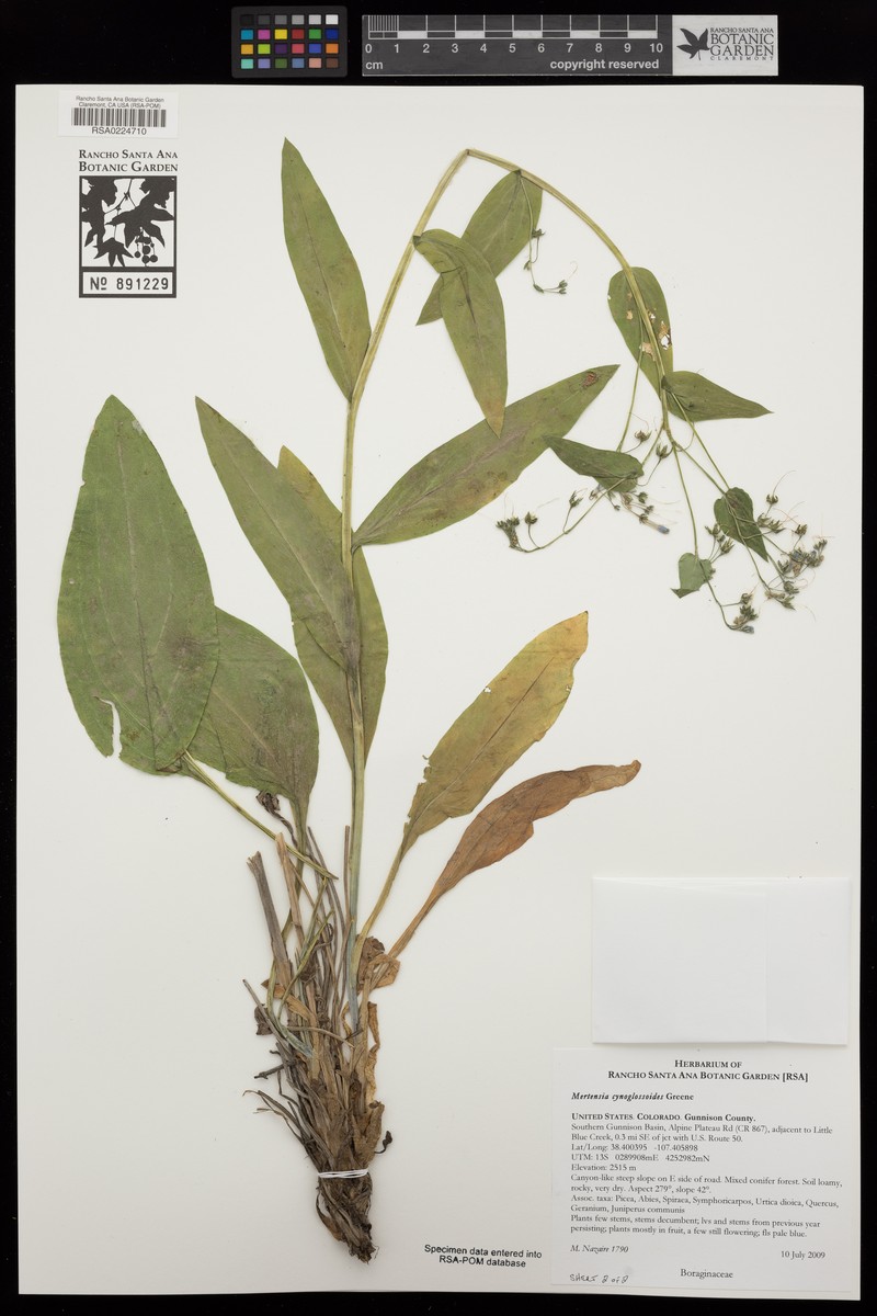 Mertensia cynoglossoides photo 3