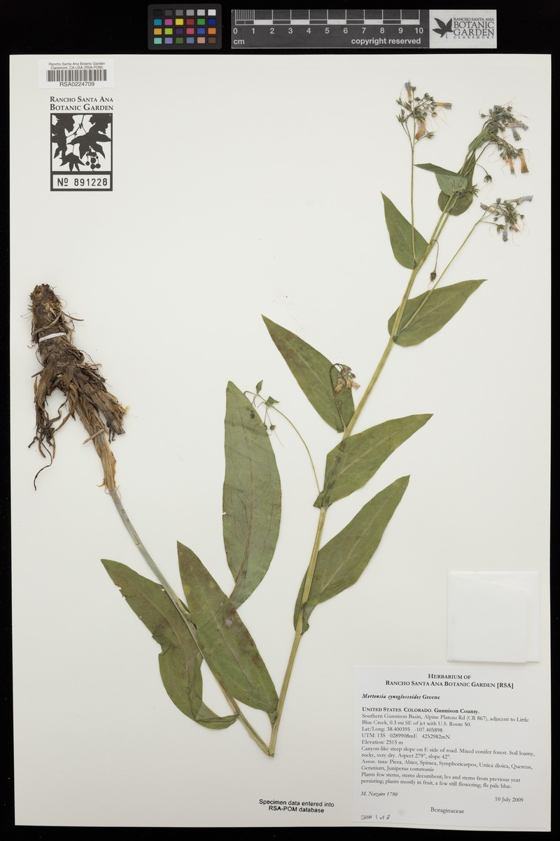 Mertensia cynoglossoides photo 4