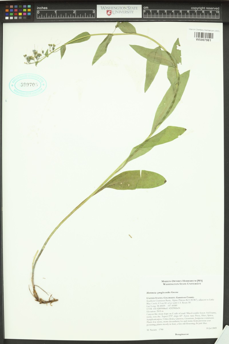 Mertensia cynoglossoides photo 5