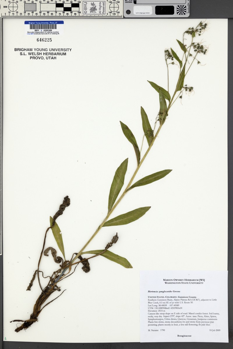 Mertensia cynoglossoides photo 6