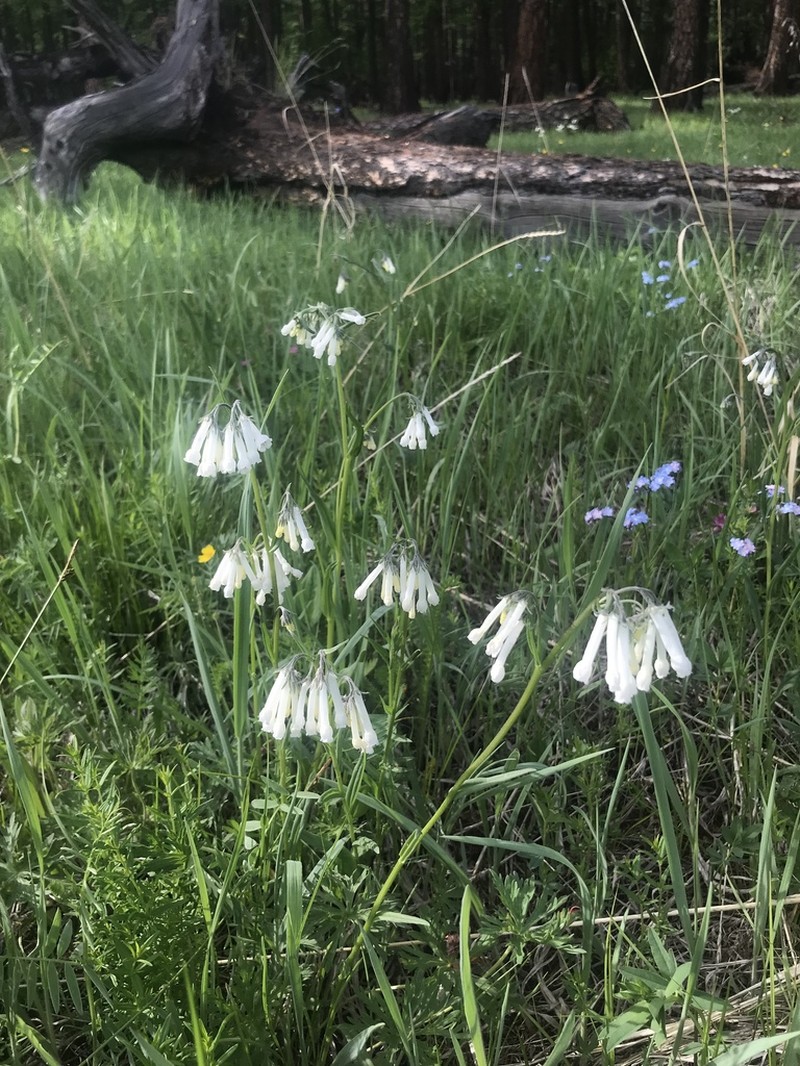Mertensia davurica