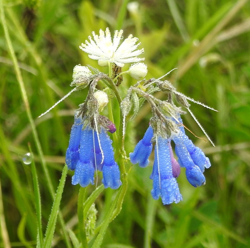 Mertensia davurica photo 2