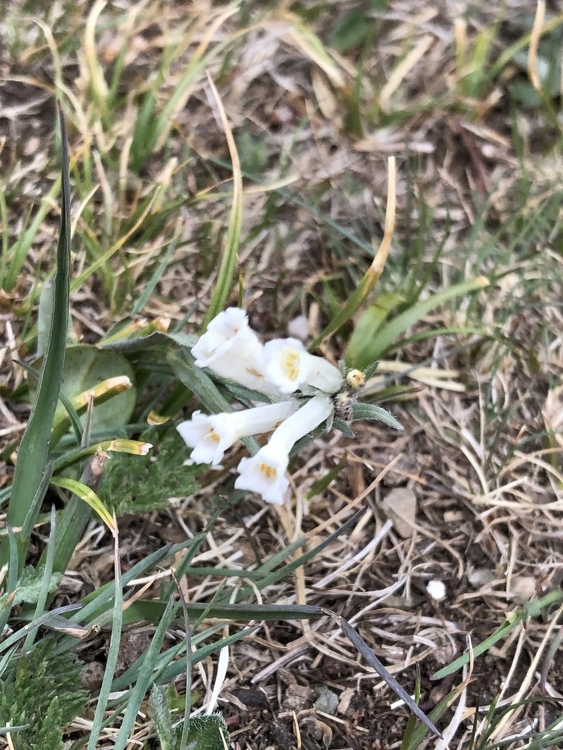 Mertensia davurica photo 5