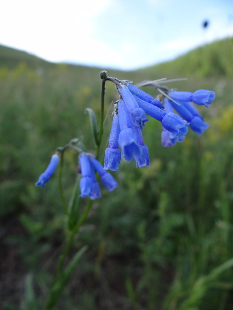 Mertensia davurica photo 6
