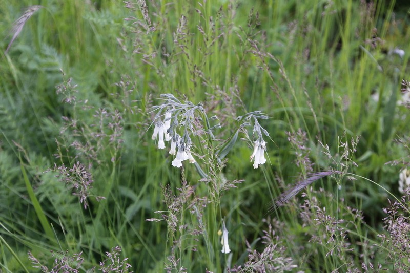 Mertensia davurica photo 8