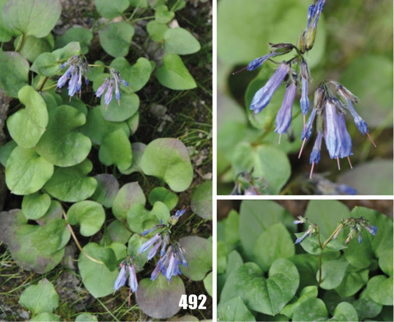 Mertensia dschagastanica