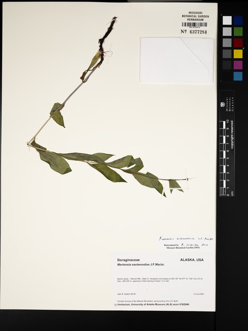 Mertensia eastwoodiae