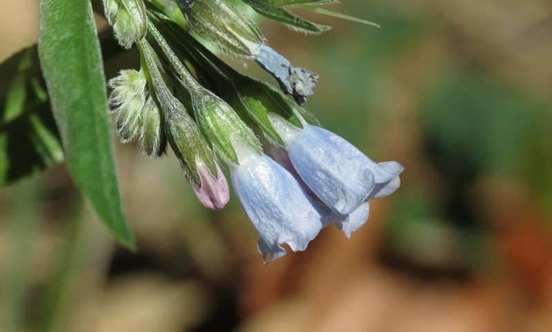Mertensia fendleri