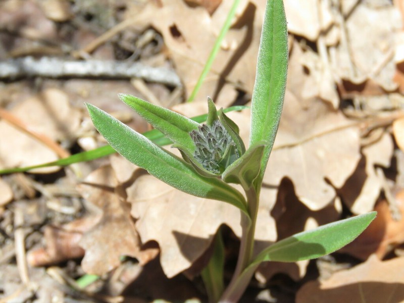Mertensia fendleri photo 2