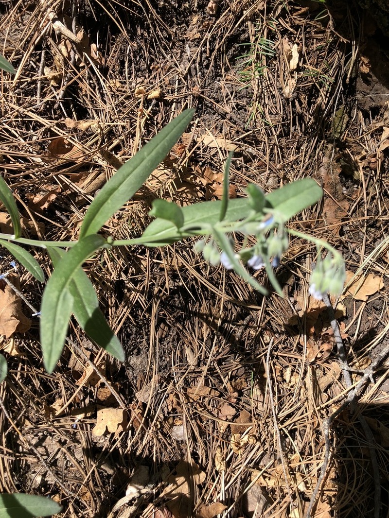 Mertensia fendleri photo 3