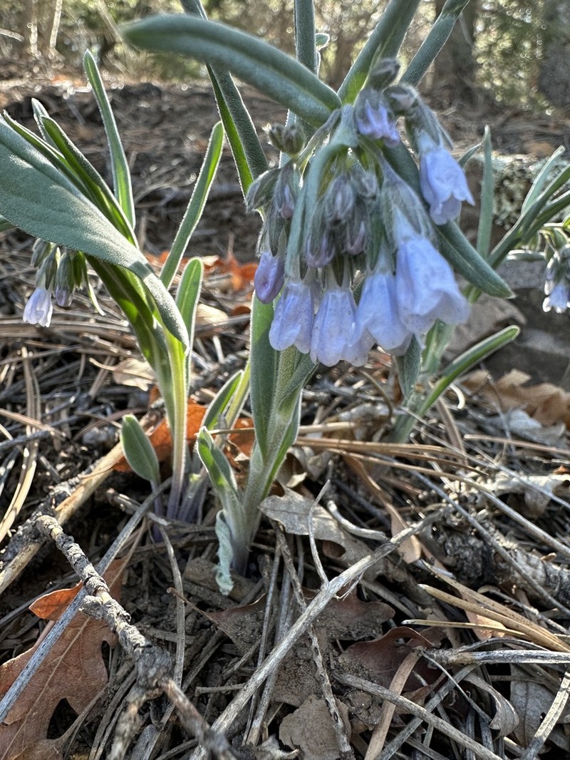 Mertensia fendleri photo 4
