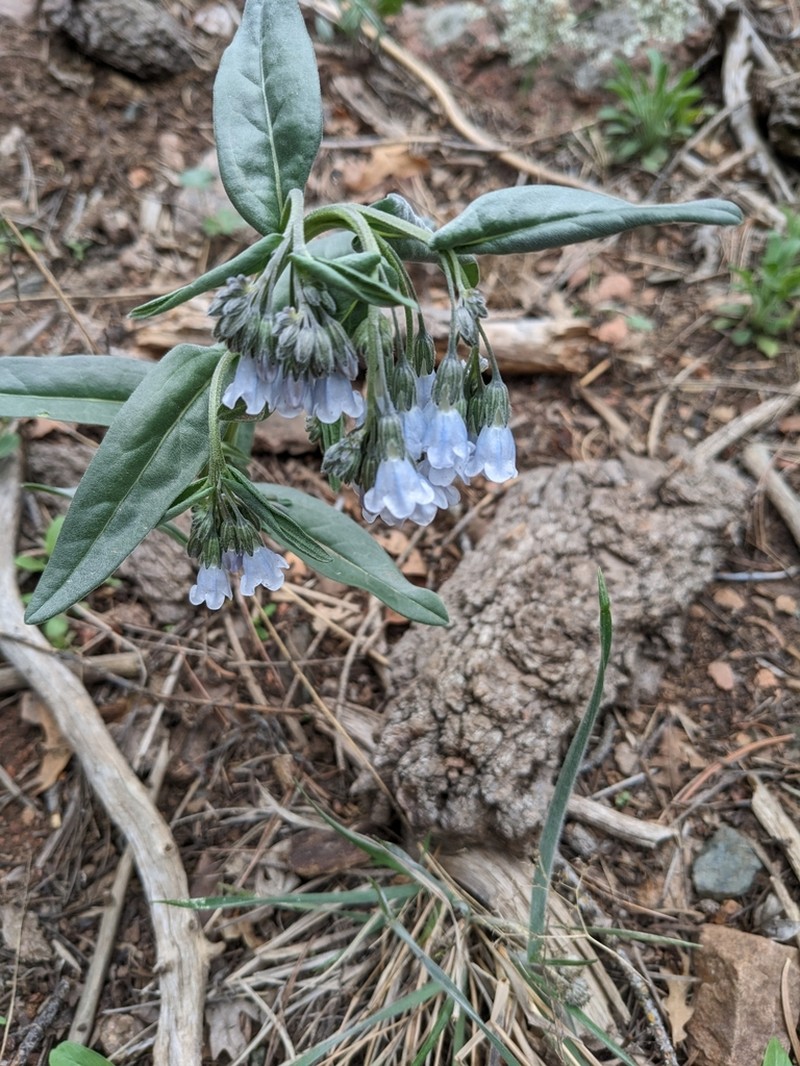 Mertensia fendleri photo 5