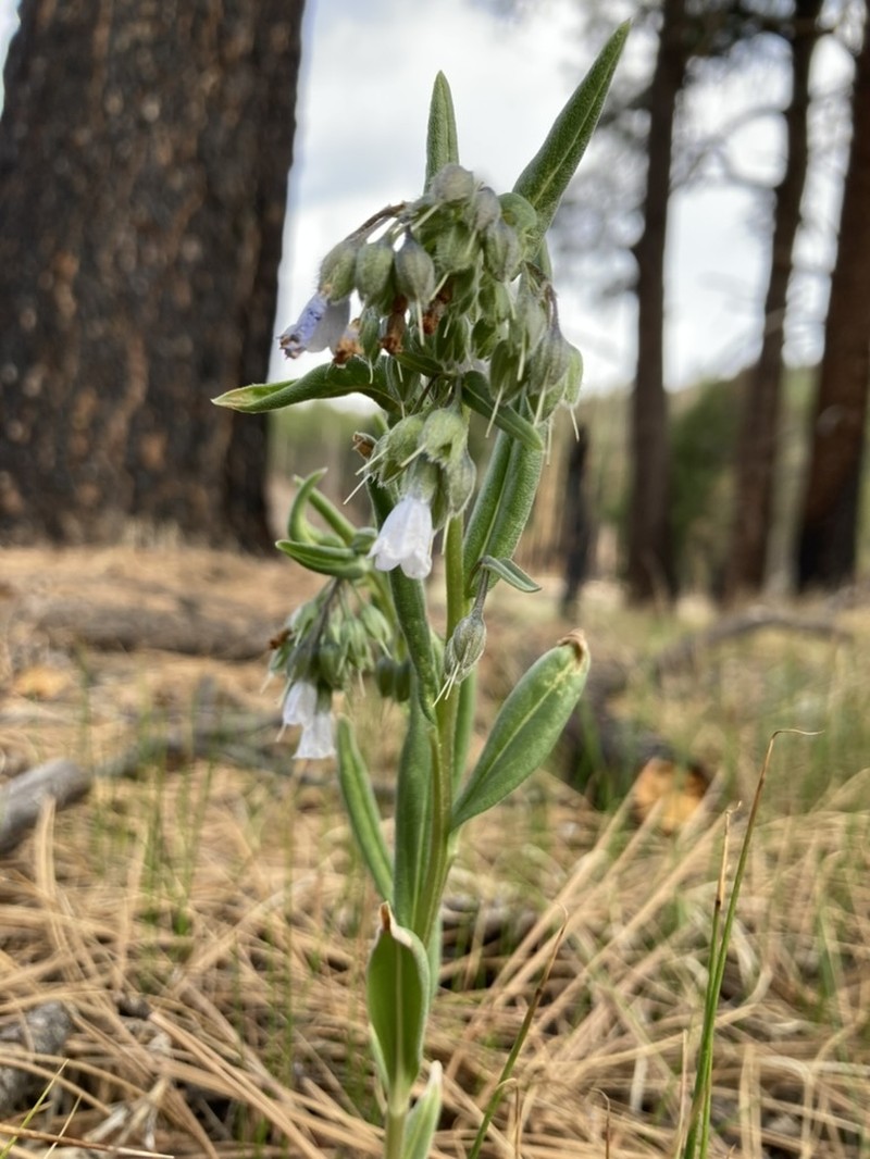Mertensia fendleri photo 6