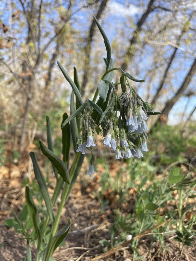 Mertensia fendleri photo 7