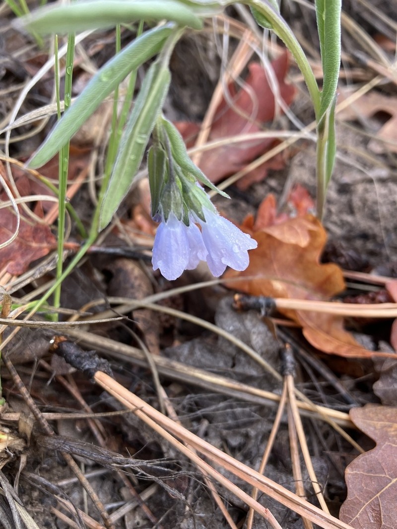 Mertensia fendleri photo 8