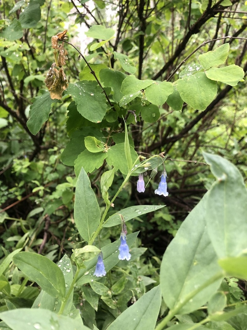 Franciscan Bluebells