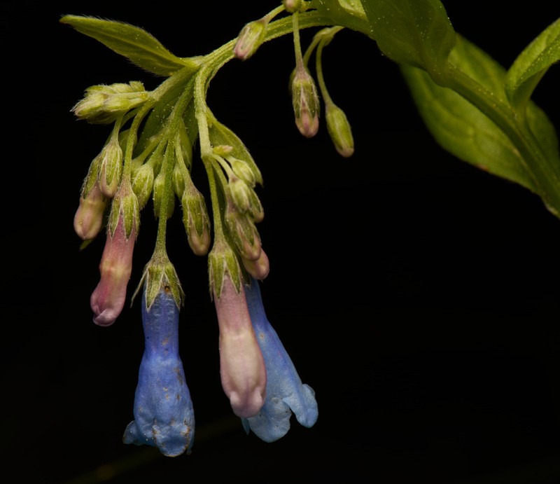 Franciscan Bluebells photo 2