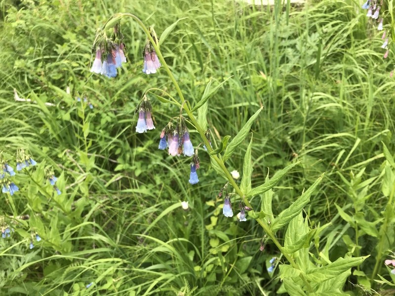 Franciscan Bluebells photo 3
