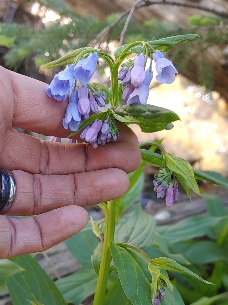 Franciscan Bluebells photo 4
