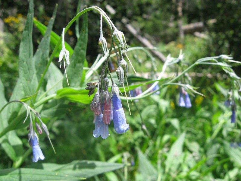Franciscan Bluebells photo 5