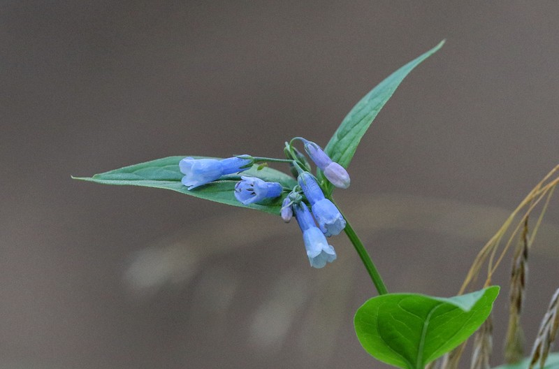 Franciscan Bluebells photo 6