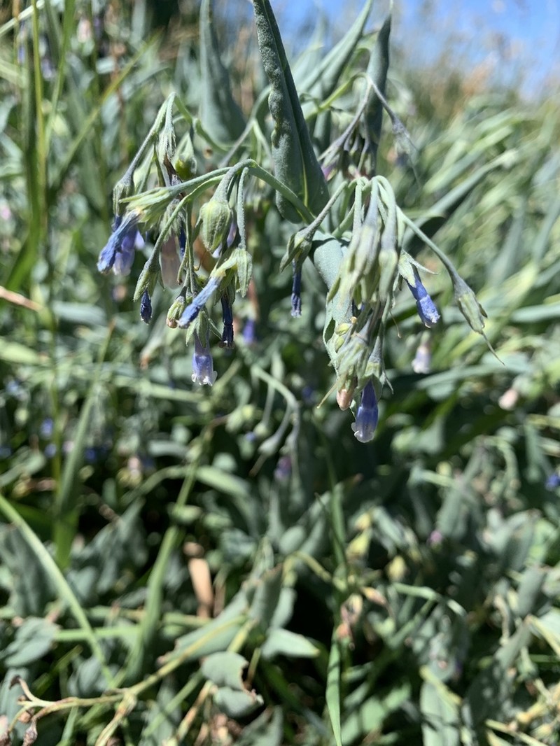 Franciscan Bluebells photo 7