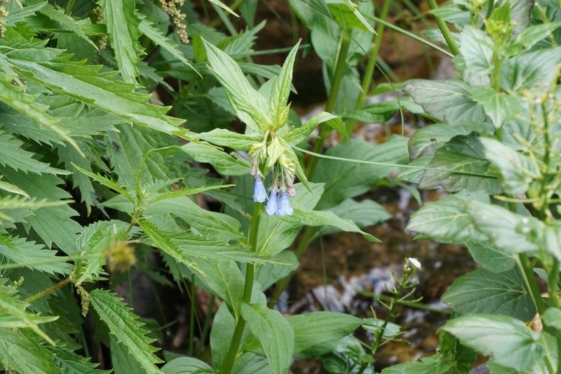 Franciscan Bluebells photo 8