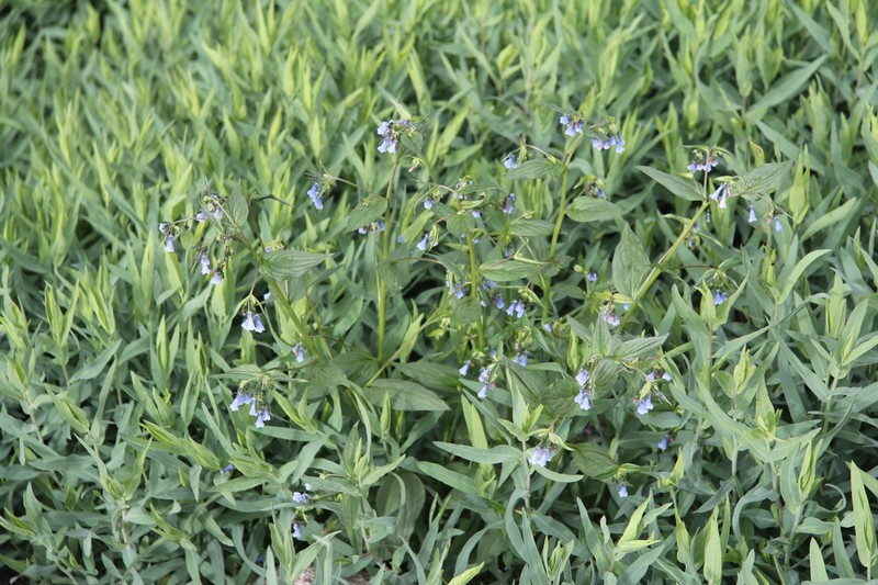 Mertensia grahamii