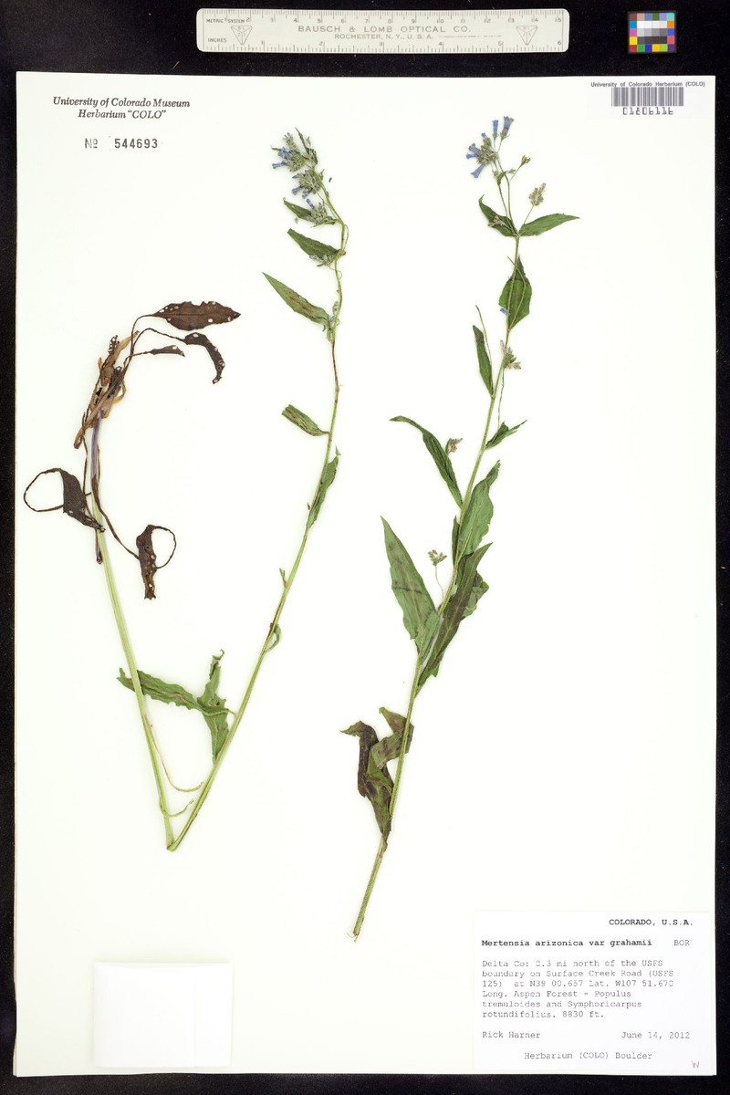 Mertensia grahamii photo 2