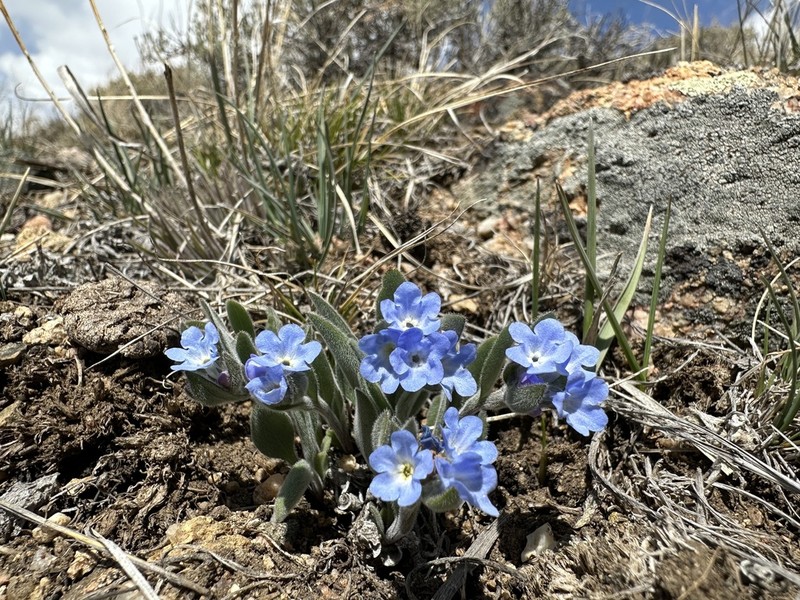 Rocky Mountain Bluebells
