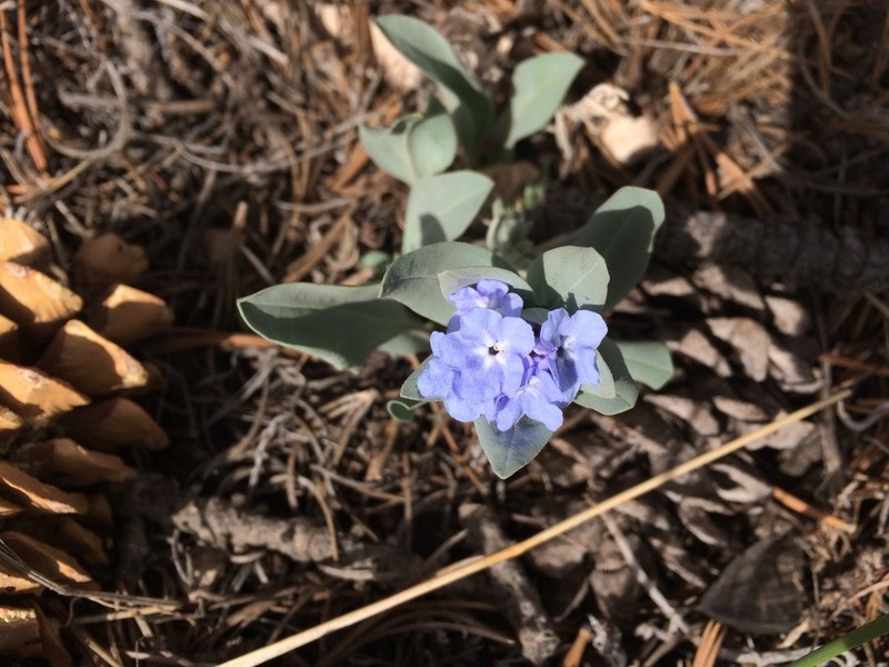 Rocky Mountain Bluebells photo 2